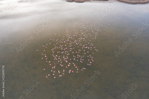 Aerial View of Flamingos in Toledo Lagoons, Spain photo