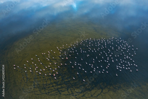 Aerial View of Greater Flamingos at Toledo Lagoons, Spain photo