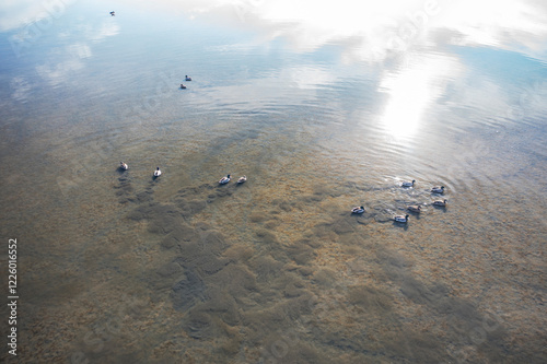 Aerial View of Ducks in Toledo Lagoons Reflective Waters photo