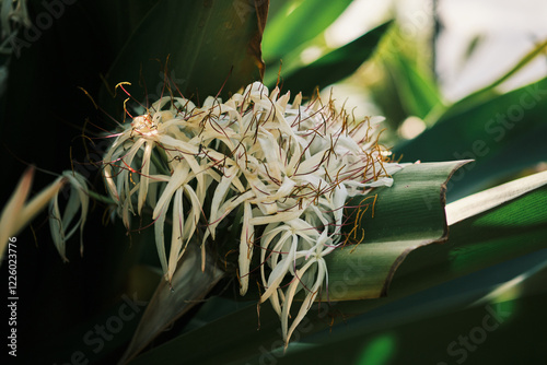 Close-up of delicate white Crinum asiaticum flowers blooming amidst lush green foliage.  The sunlight highlights the intricate details of the petals and stamens, creating a vibrant natural scene. photo