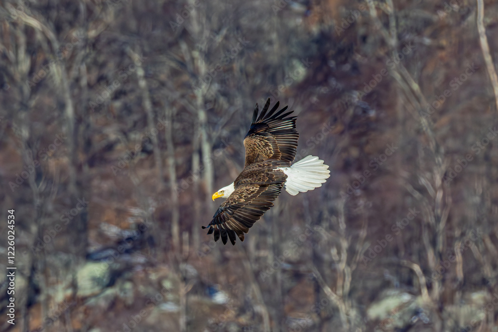 Fototapeta premium Bald Eagle