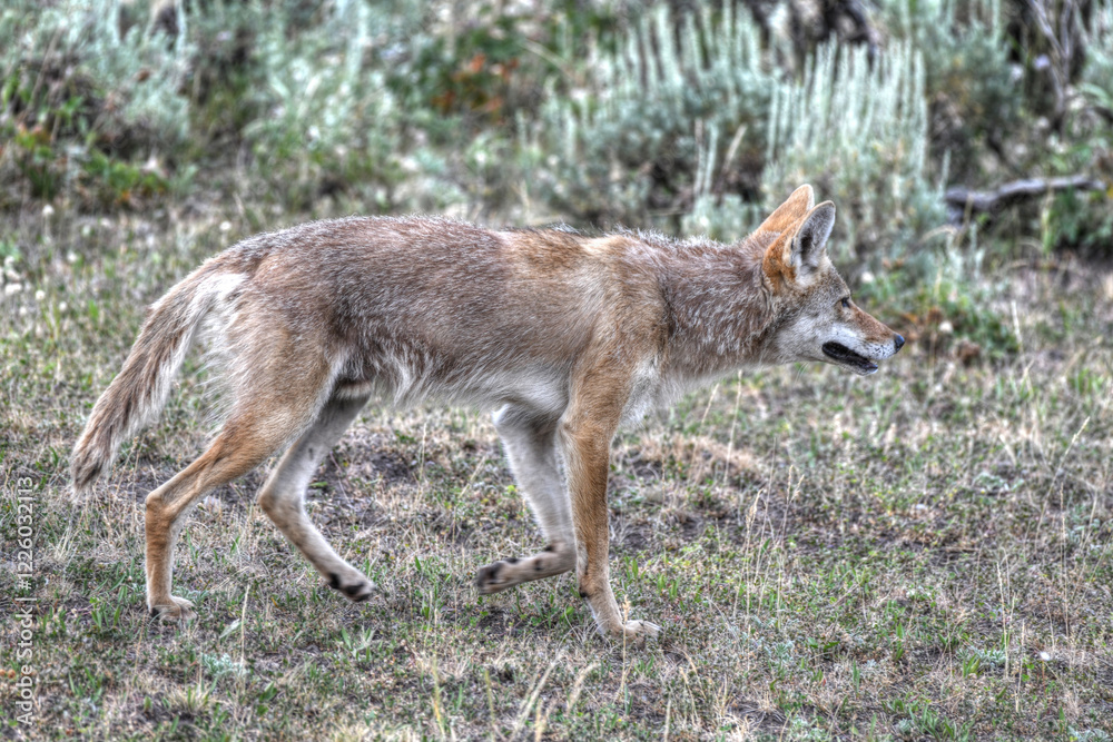Coyote on the hunt for some eats Coyote on the hunt for some eats