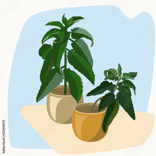 Two indoor Kalanchoe daigremonii plants in clay pots.eps