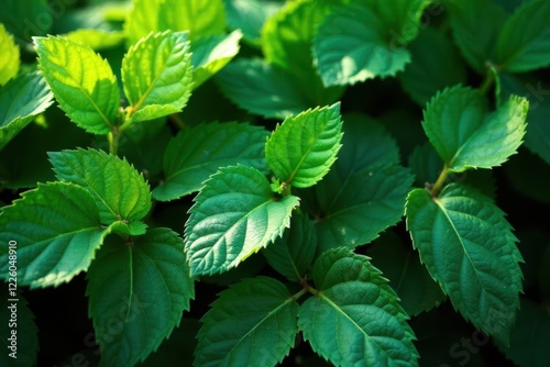 Wallpaper Mural Deep emerald leaves, rough surface, dappled sunlight, shadow, element Torontodigital.ca