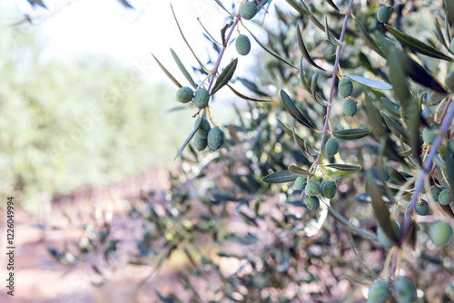 Olive tree branch with green olives in sunny orchard photo