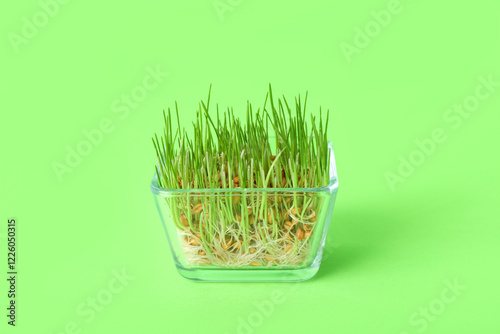 Container with fresh wheatgrass on green background