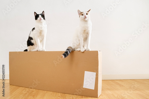 Two cats perched on a flatpack cardboard box in a room photo