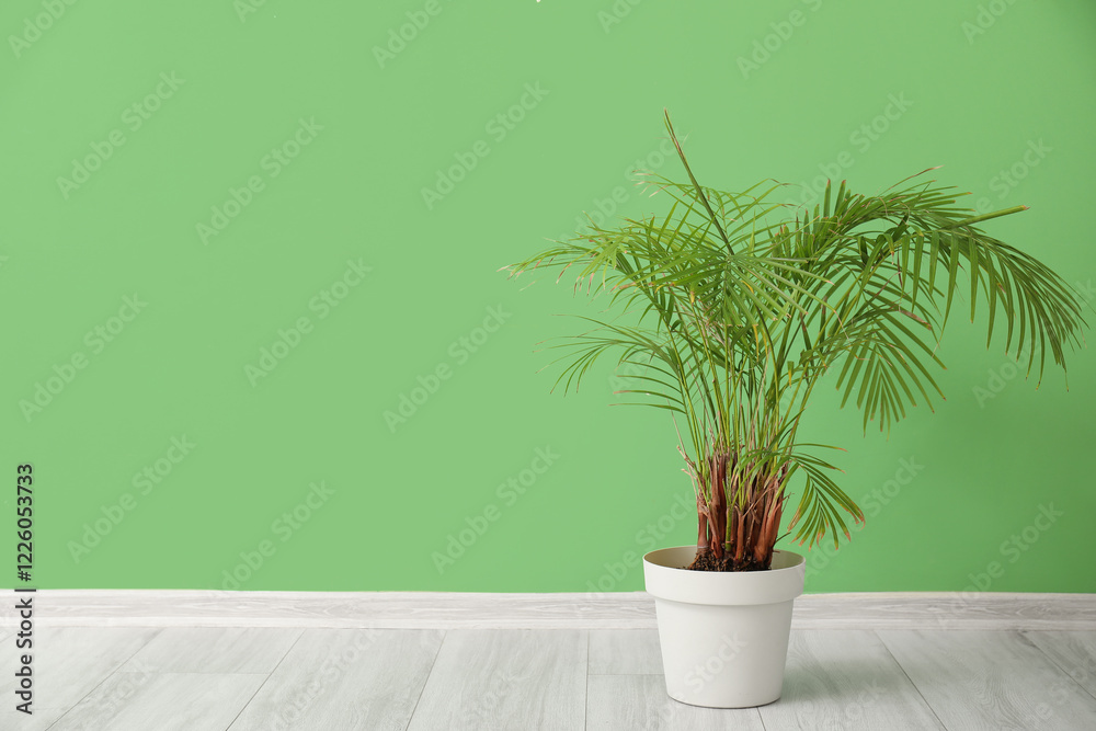 Fototapeta premium Palm tree near green wall in room