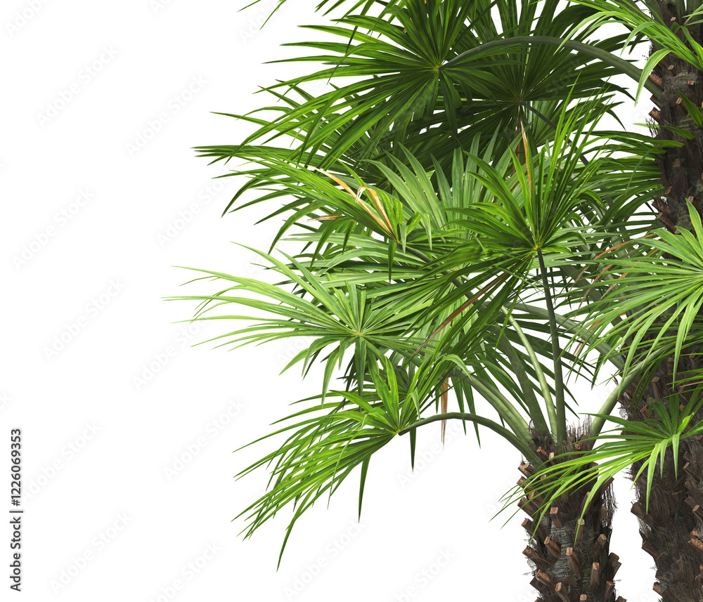 palm Tree isolated on white background. also known as the chamaerops humilis, European fan palm, Phoenix roebelenii, dwarf date palm, pygmy date palm, robellini palm, Chusan palm, windmill palm. palm Tree isolated on white background. also known as the chamaerops humilis, European fan palm, Phoenix roebelenii, dwarf date palm, pygmy date palm, robellini palm, Chusan palm, windmill palm.