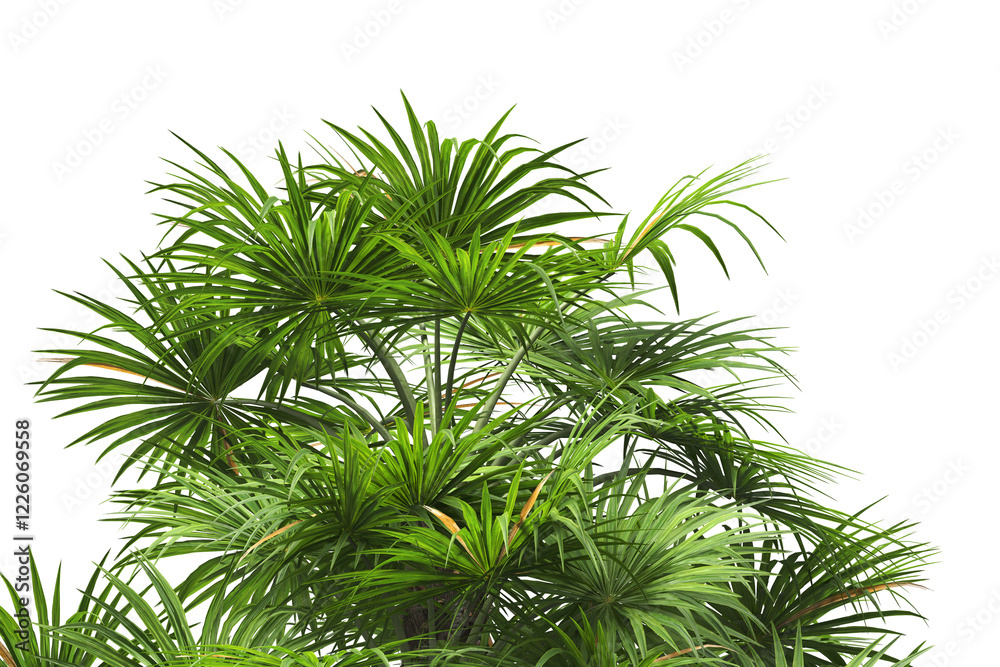palm Tree isolated on white background. also known as the chamaerops humilis, European fan palm, Phoenix roebelenii, dwarf date palm, pygmy date palm, robellini palm, Chusan palm, windmill palm. palm Tree isolated on white background. also known as the chamaerops humilis, European fan palm, Phoenix roebelenii, dwarf date palm, pygmy date palm, robellini palm, Chusan palm, windmill palm.