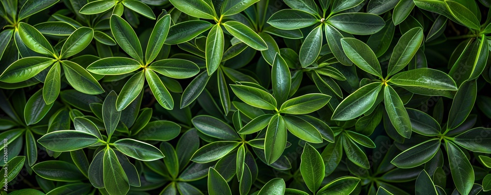 Close-up natural texture of lush green leaves growing densely together Close-up natural texture of lush green leaves growing densely together