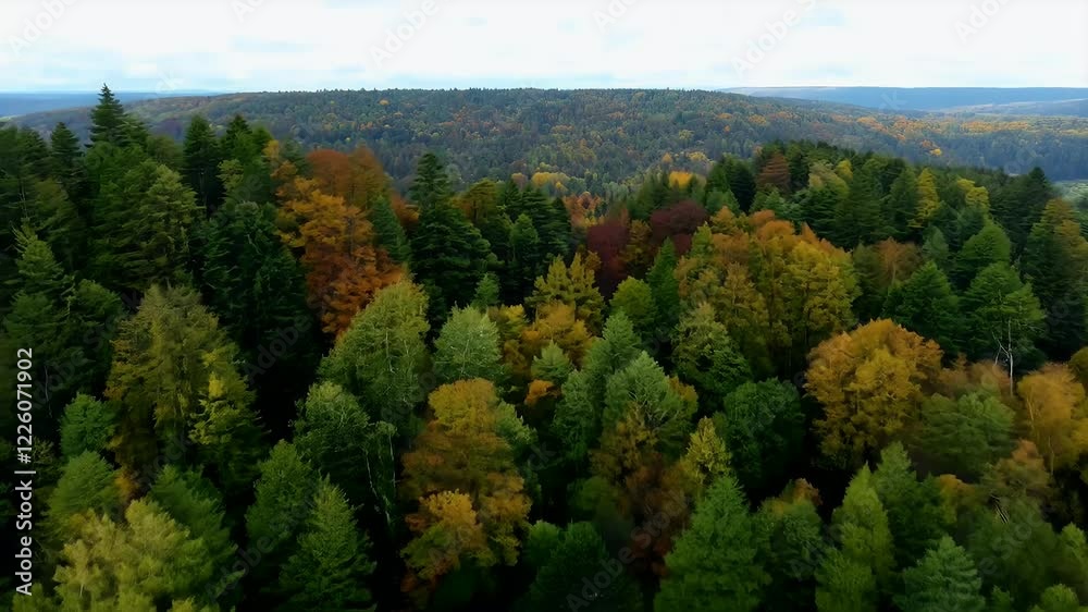 video of green forests with aerial views Drone beauty of lush of vibrant treetops during early autumn video of green forests with aerial views Drone beauty of lush of vibrant treetops during early autumn