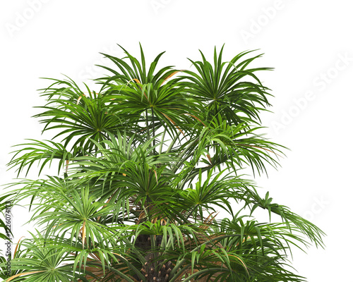 palm Tree isolated on white background. also known as the chamaerops humilis, European fan palm, Phoenix roebelenii, dwarf date palm, pygmy date palm, robellini palm, Chusan palm, windmill palm. photo