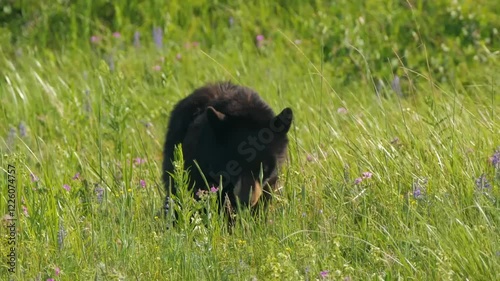 The American black bear (Ursus americanus), also known as the black bear, is a species of medium-sized bear endemic to North America. 