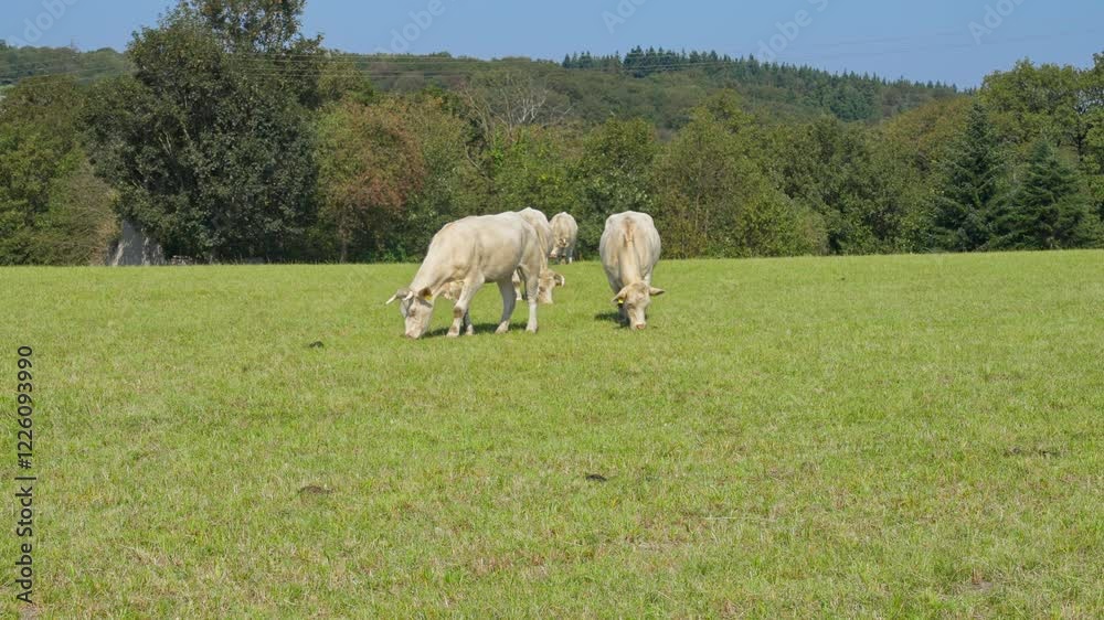 White cows grazing in a farm field near a forest on a sunny summer day with parallax slow motion tracking movement White cows grazing in a farm field near a forest on a sunny summer day with parallax slow motion tracking movement