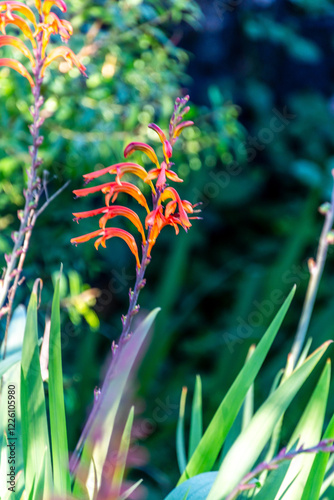 Chasmanthe floribunda pertenece a la familia de Iridaceae. photo