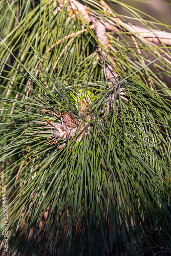 Pinus brutia pertenece a la familia de Pinaceae. photo