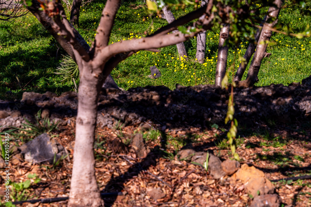 Fototapeta premium Vegetación en un parque público de Tenerife.