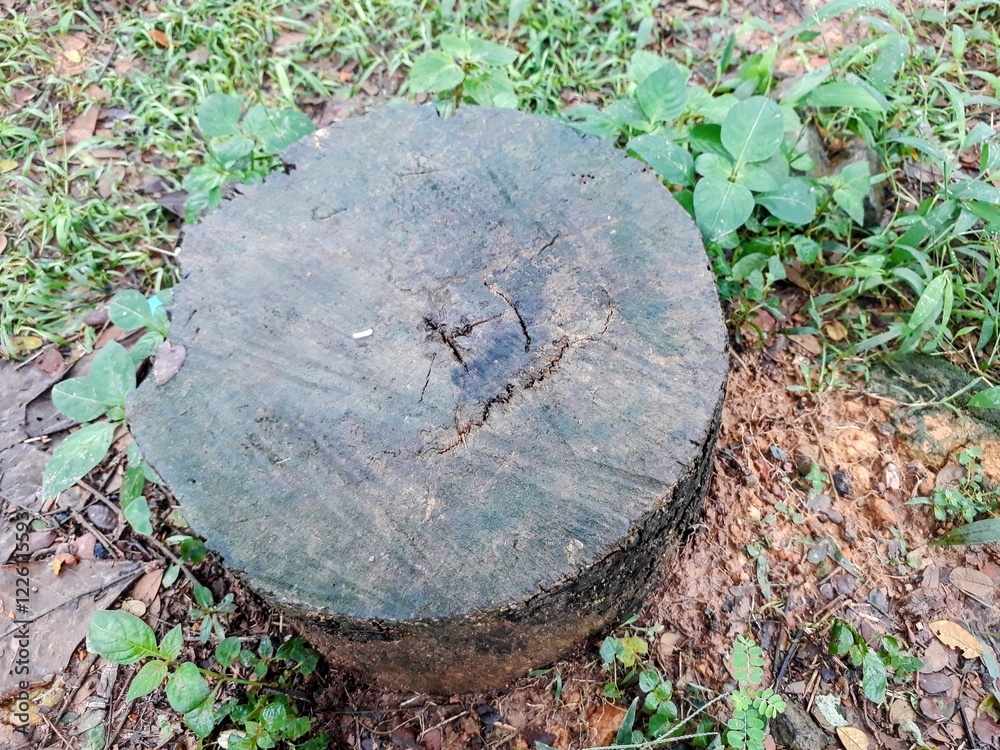 Fototapeta premium Rotting tree stump