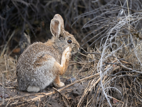 Brush rabbit scratching