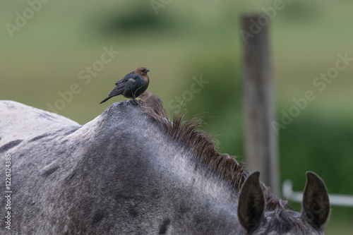 Brown-headed Cowbird on horse photo