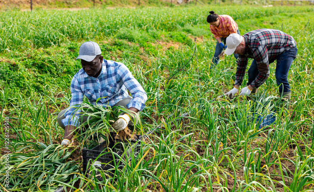 Φωτογραφία Skilled african american seasonal worker harvesting green spring garlic on vegetable field on sunny day