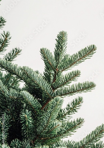 High-Quality Emerald Green Fir Christmas Tree Isolated on Transparent PNG Background with Perfectly Spaced Branches – Vibrant, Festive, and Ready for Any Holiday Design