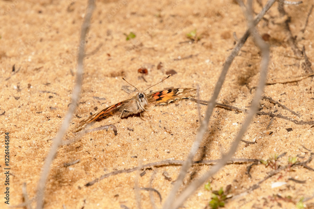 Posada en la arena una Mariposa Vanessa de los cardos 