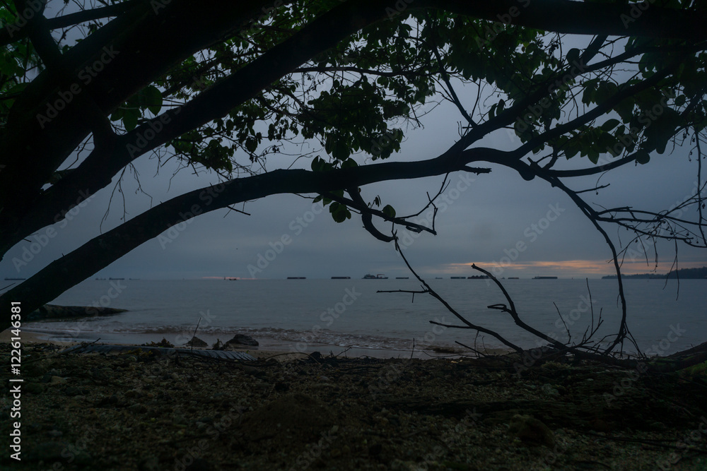 Beach tree branch silhouette overcast landscape Beach tree branch silhouette overcast landscape
