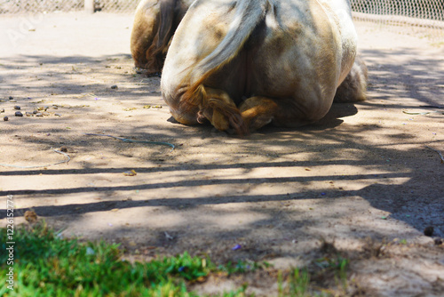 Camel laying on the ground. Bottom view.