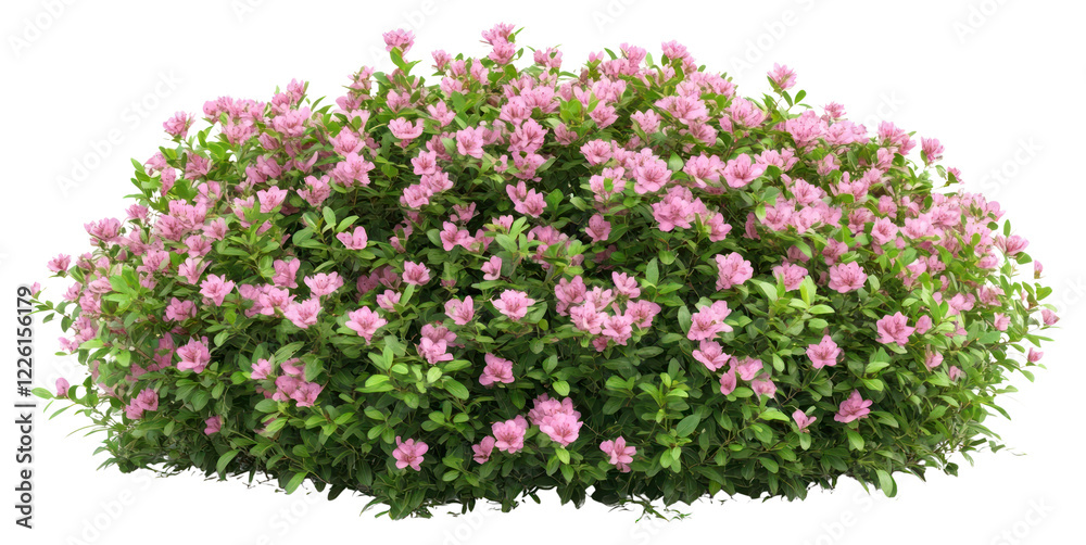 Fototapeta premium PNG Real pink flower bushes flowers blossoms plant.