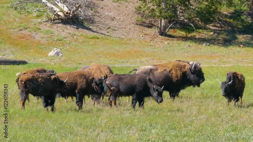 Close up shot of cute Bison in Wichita Mountains National Wildlife Refuge at Oklahoma. photo