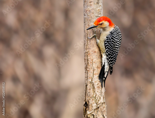 Red-bellied woodpecker, Melanerpes carolinus, perched on the side of a tree photo