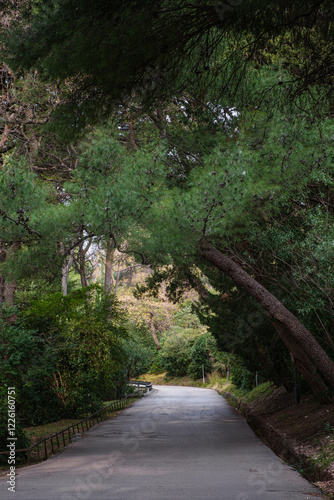 Peaceful Forest Road Surrounded by Greenery 