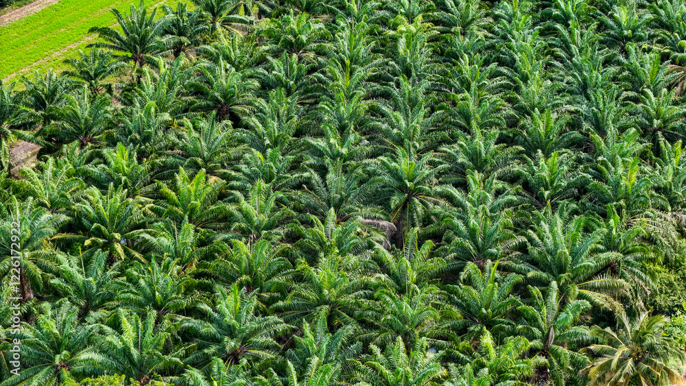 A sustainable energy project featuring solar panels on a roof surrounded by tropical trees, highlighting renewable energy efforts and the integration of green technology into rural areas. A sustainable energy project featuring solar panels on a roof surrounded by tropical trees, highlighting renewable energy efforts and the integration of green technology into rural areas.