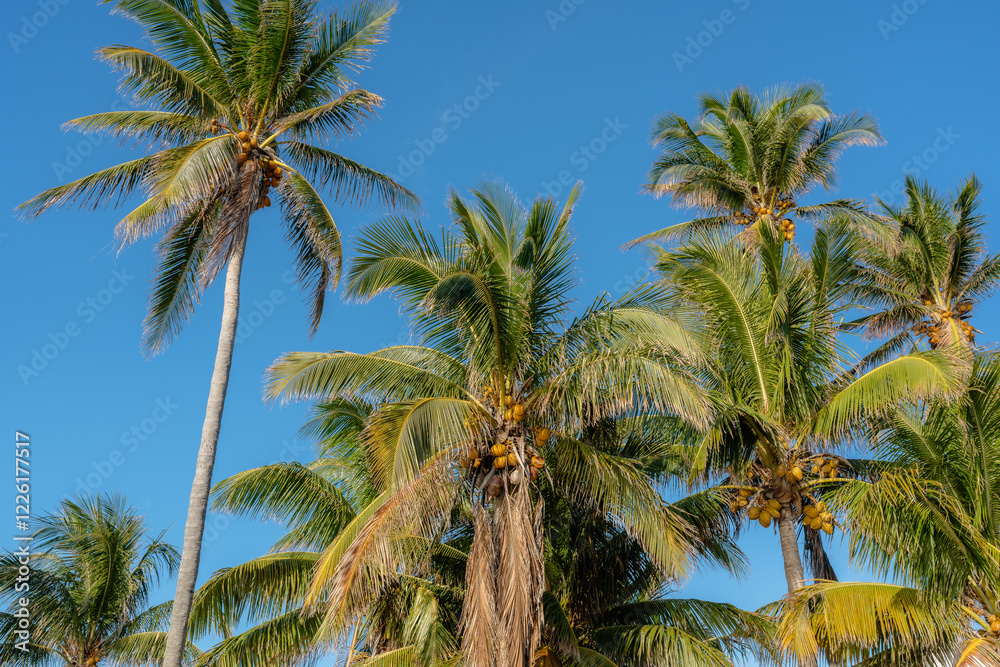 Obraz premium palm trees with blue sky in background