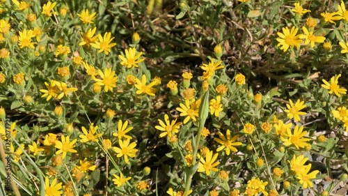 Heterotheca (common names goldenasters, camphorweed, or telegraph weed) is a genus of North American plants in the family Asteraceae.  photo