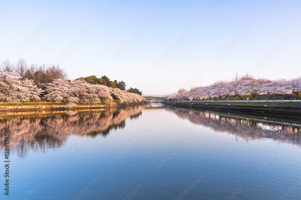 Obraz premium 荒子川公園の桜 日本 愛知県 名古屋市