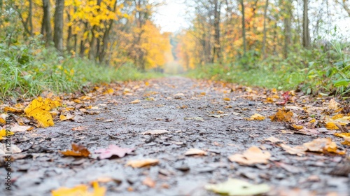 Autumn path through golden forest, leaves on ground, peaceful background, nature walk