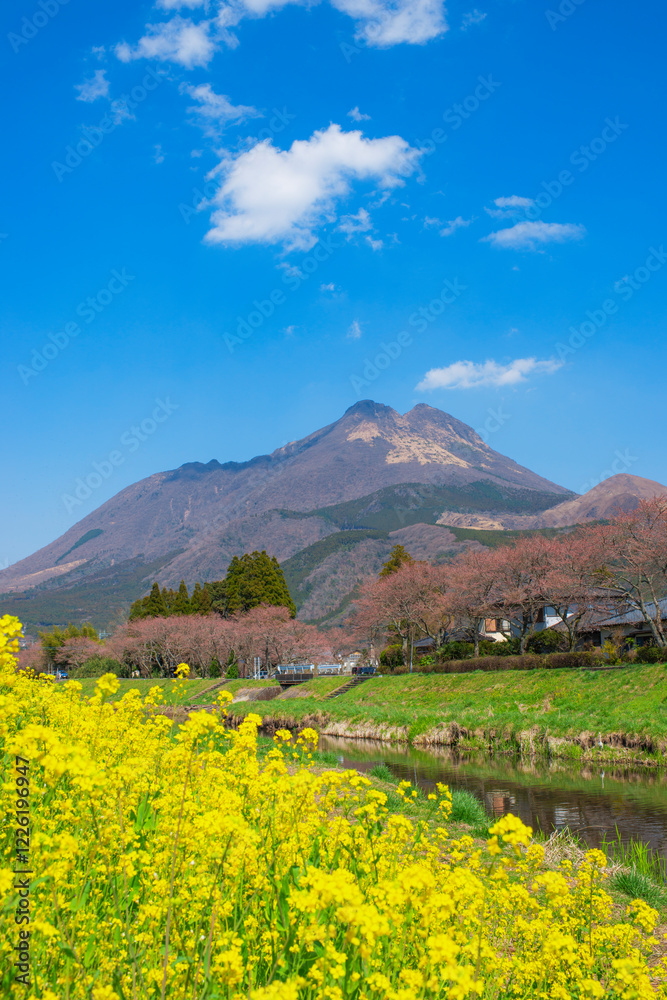 Fototapeta premium 菜の花と由布岳