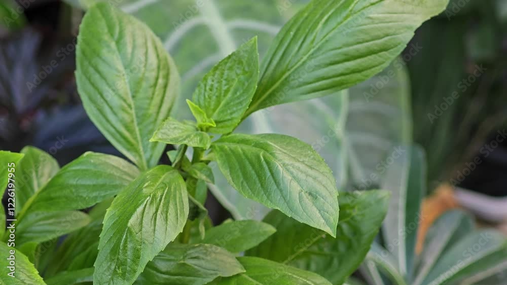 basil leaves in the garden basil leaves in the garden