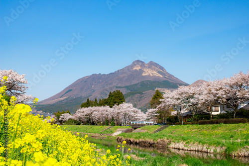 菜の花と由布岳 photo