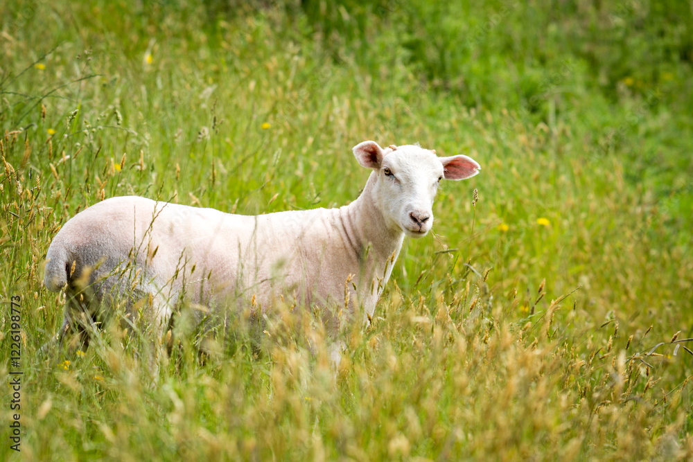 Naklejka premium lamb in lush green grassy field