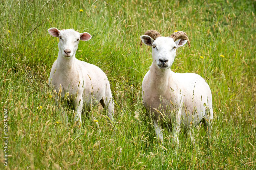 Fototapeta premium mother sheep and her lamb in lush green grassy field