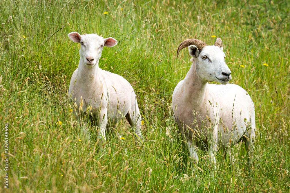 Obraz premium mother sheep and her lamb in lush green grassy field