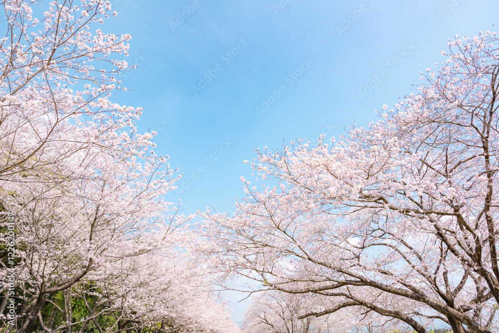 満開の桜並木 満開の桜並木