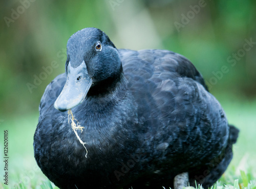 Closeup of a black cayuga Duck photo