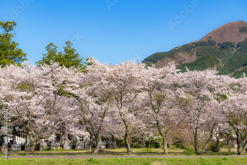 由布院の桜 photo