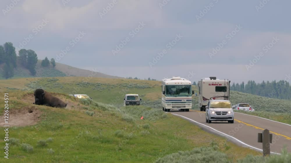 American Bison grazes next to cars in Yellowstone National Park. American Bison grazes next to cars in Yellowstone National Park.