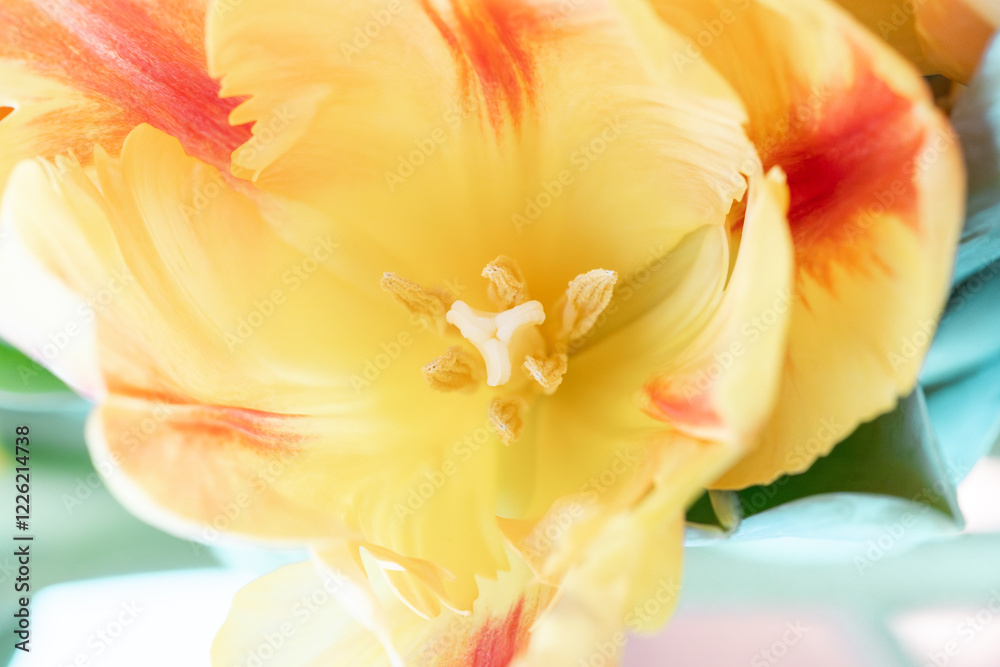 Close-Up of Yellow and Orange Tulip – Macro Floral Stock Photo Close-Up of Yellow and Orange Tulip – Macro Floral Stock Photo